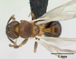 Image of Tetramorium humbloti Forel 1891