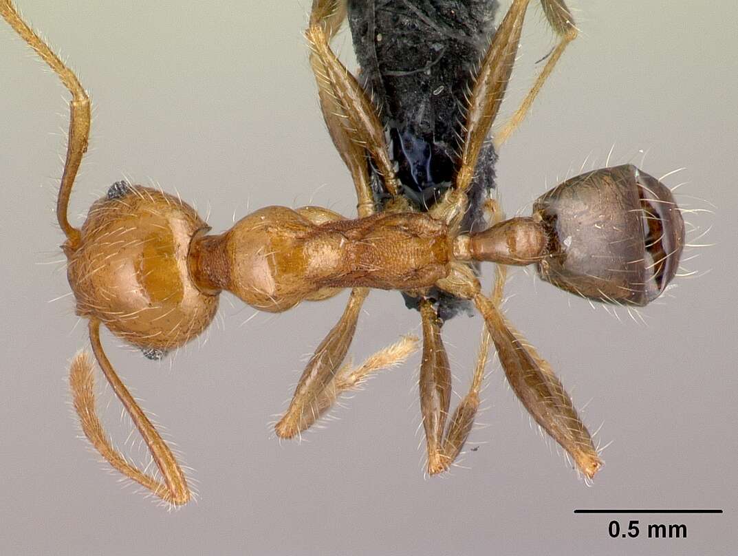 Image of Pheidole decepticon