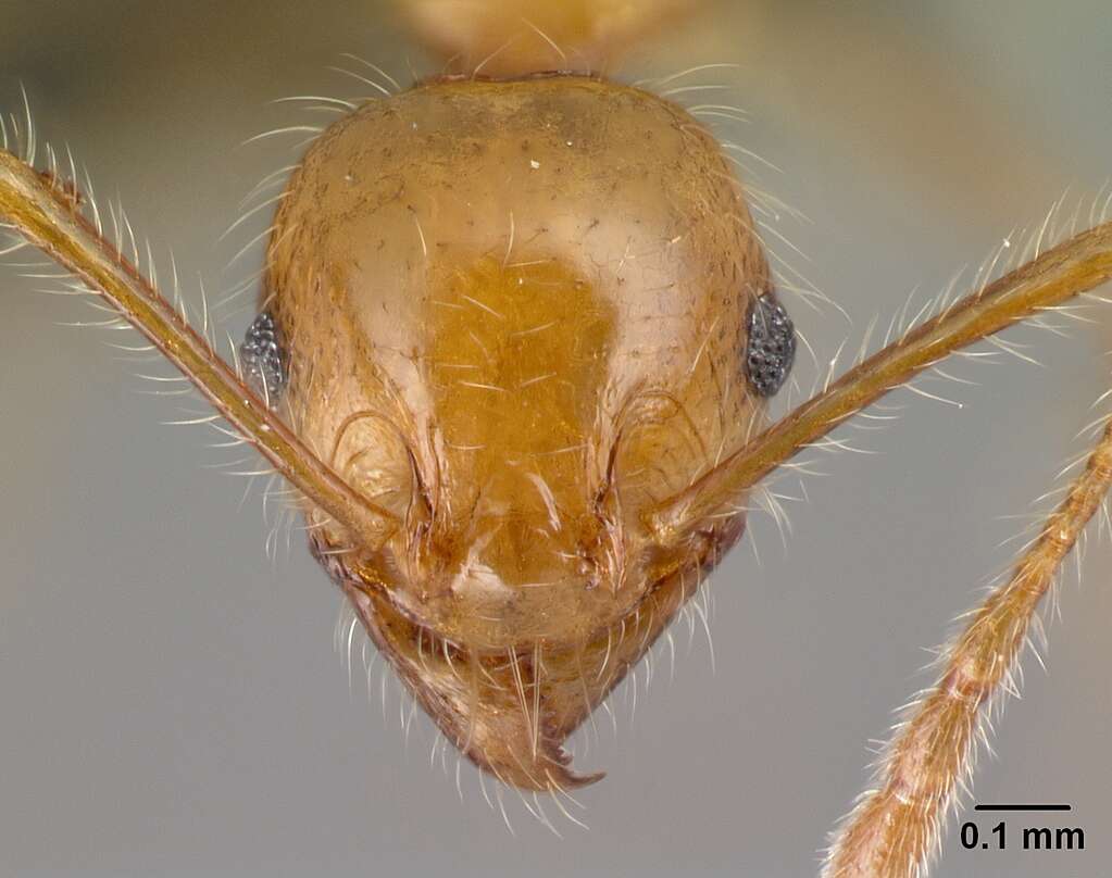 Image of Pheidole decepticon