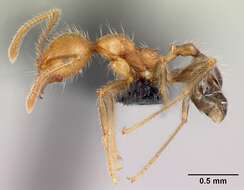 Image of Pheidole decepticon