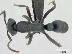 Image of Ant