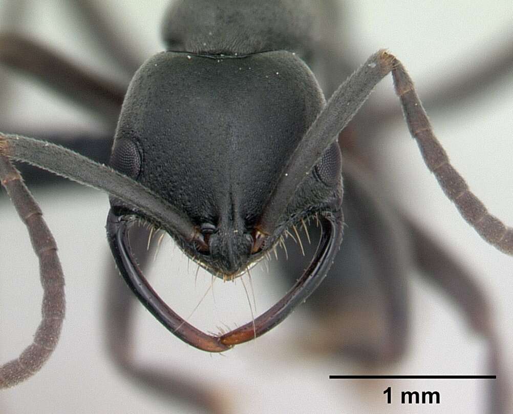 Image of Ant