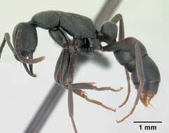 Image of Ant