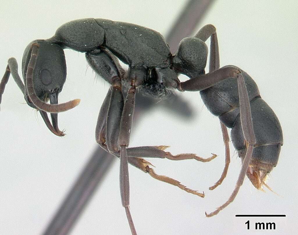 Image of Ant