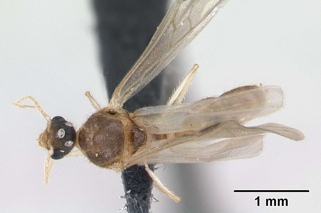 Image of Pheidole jonas Forel 1907