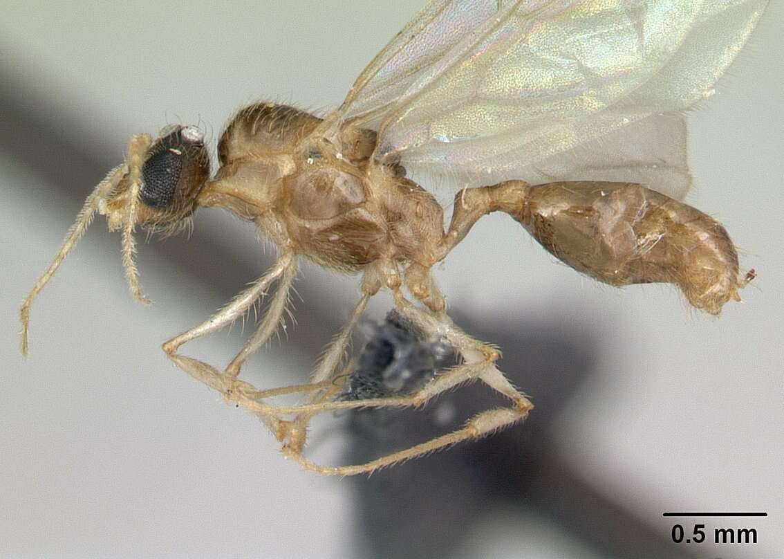 Image of Pheidole jonas Forel 1907