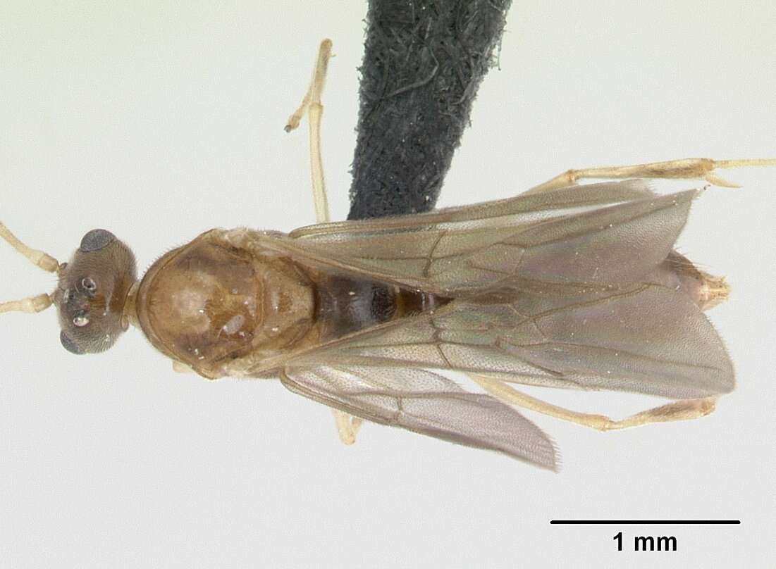 Image of Mesoponera ambigua