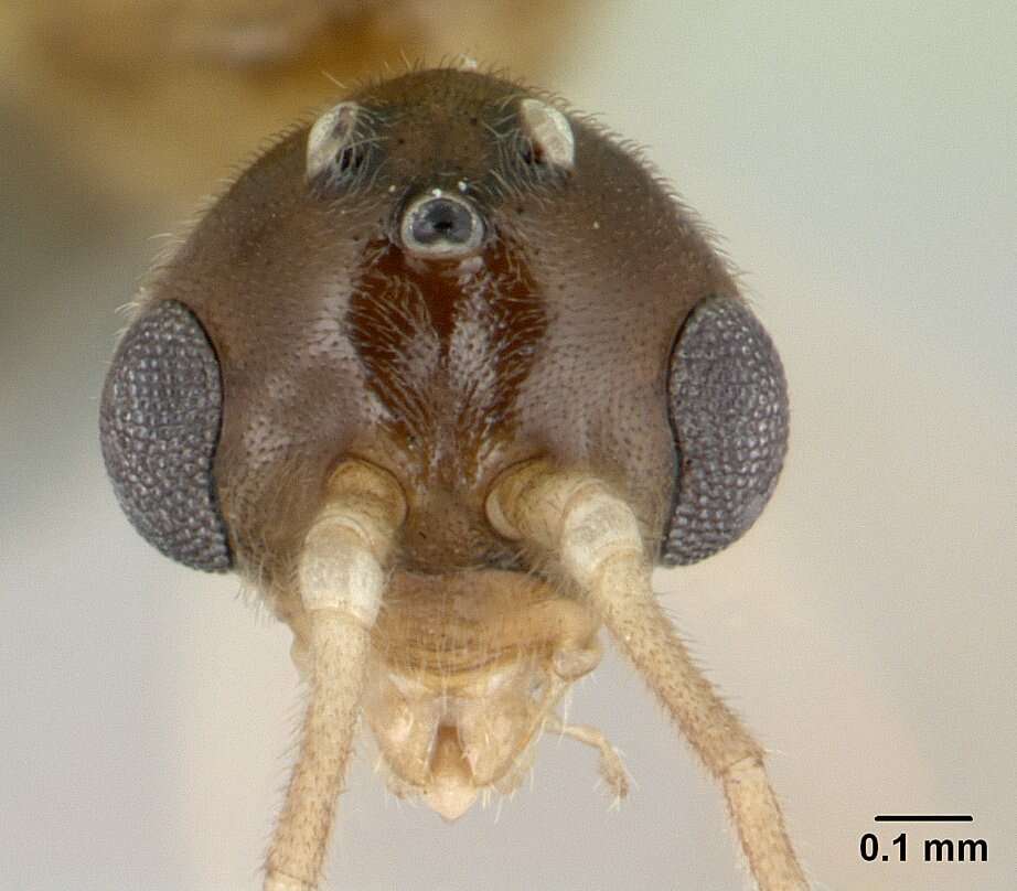 Image of Mesoponera ambigua