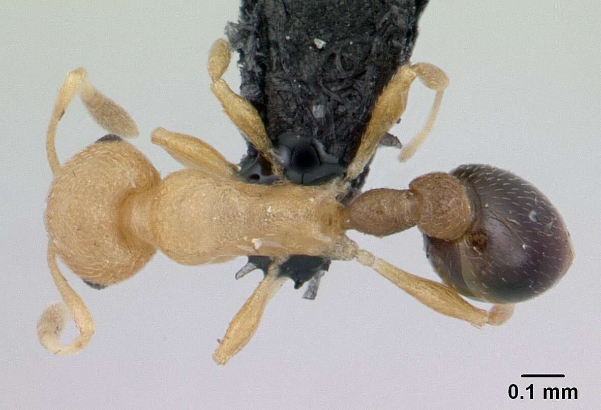 Image of Tramp Ants