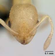 Image of Tramp Ants