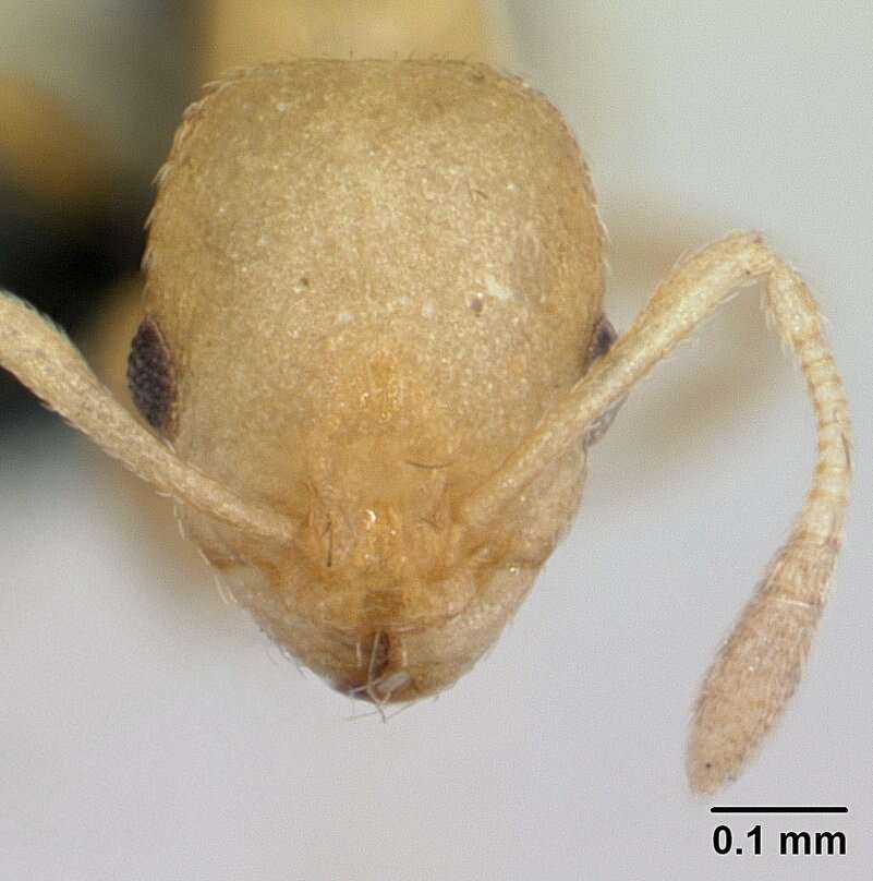 Image of Tramp Ants