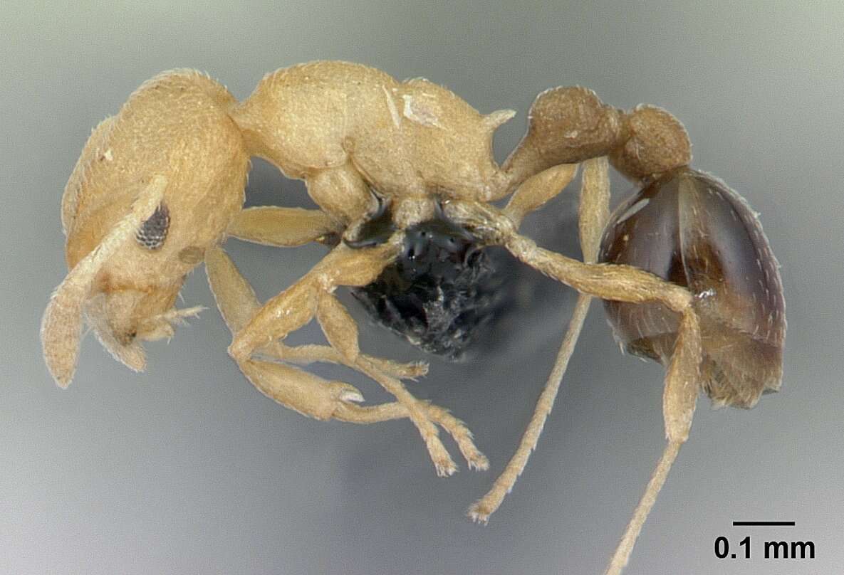 Image of Tramp Ants