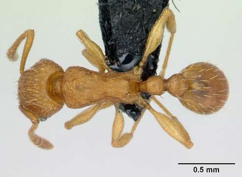 Image of Tetramorium delagoense Forel 1894