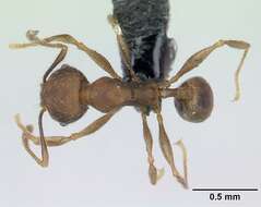 Image of Pheidole jonas Forel 1907