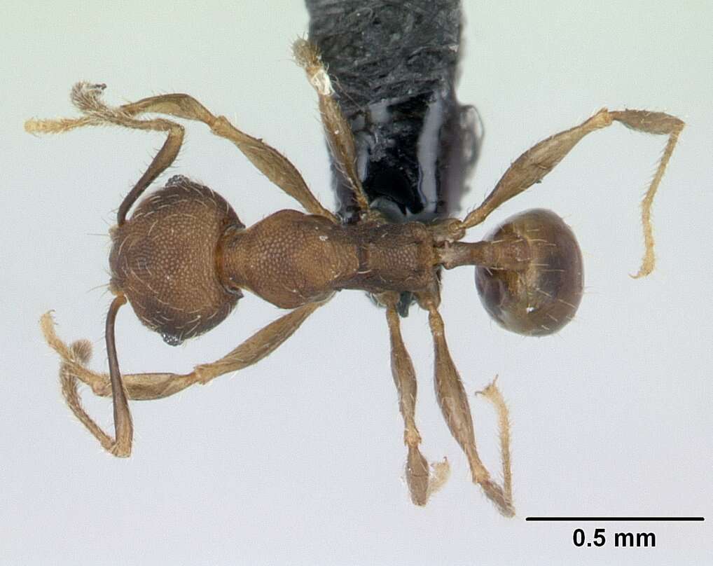 Image of Pheidole jonas Forel 1907