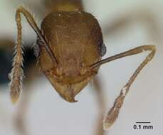 Image of Pheidole jonas Forel 1907