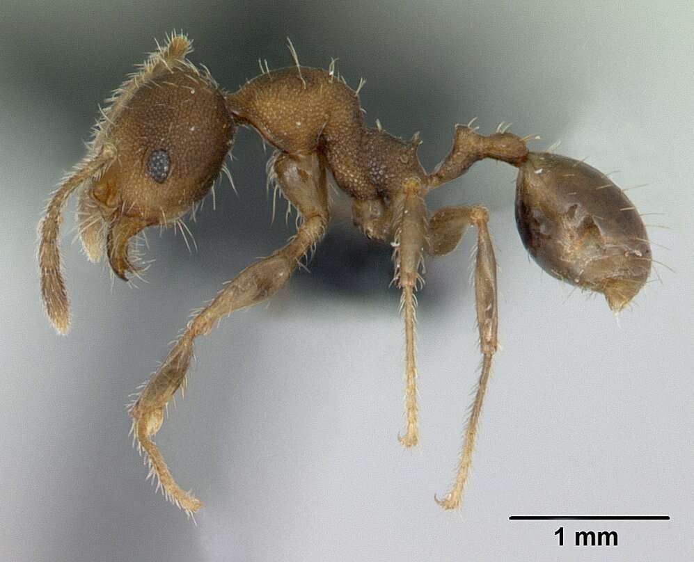 Image of Pheidole jonas Forel 1907