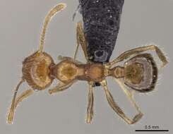 Image of Pheidole decepticon