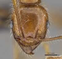 Image of Pheidole decepticon