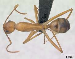 Image of Camponotus strangulatus