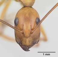 Image de Camponotus strangulatus