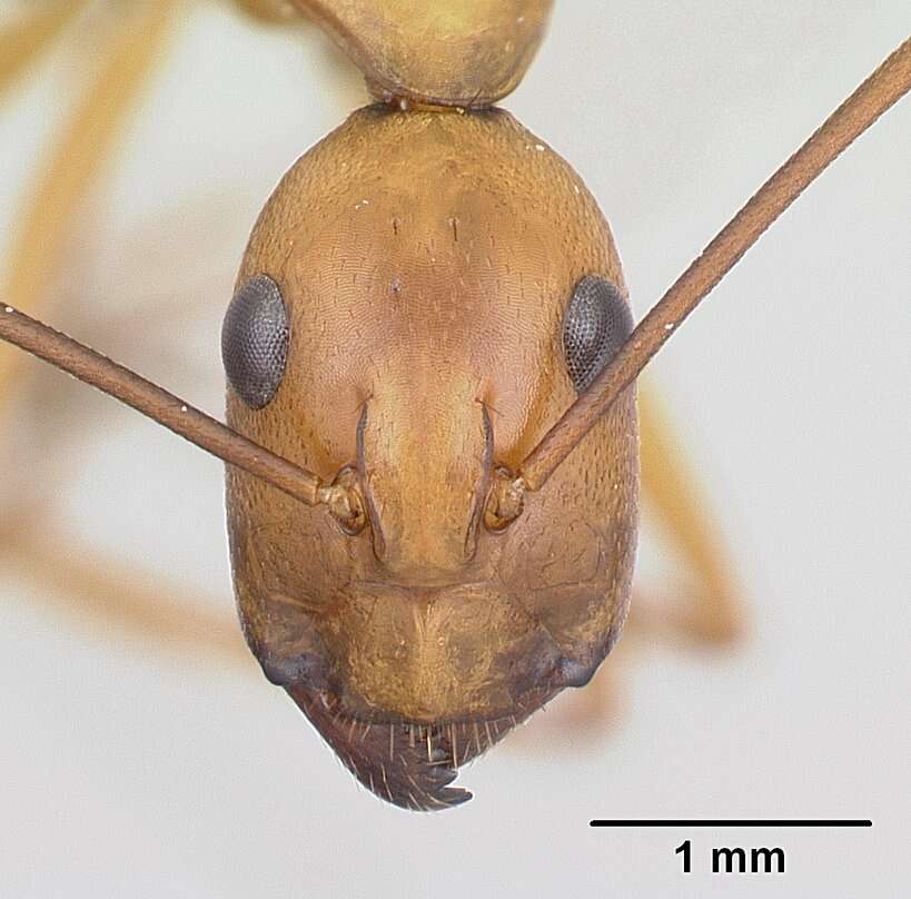 Image of Camponotus strangulatus