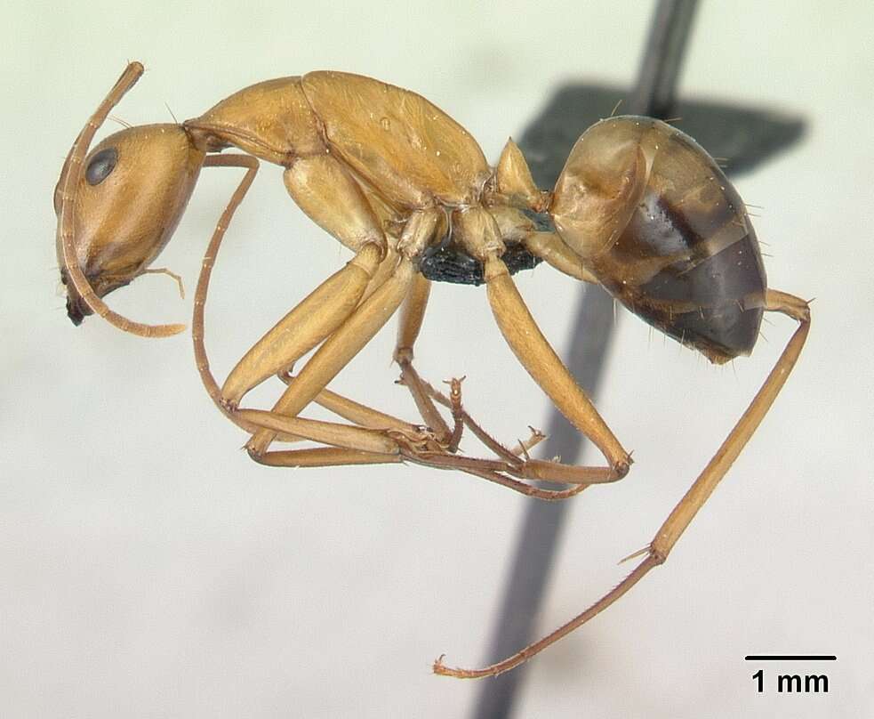 Image de Camponotus strangulatus