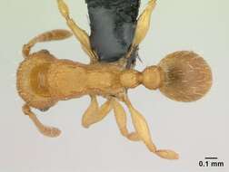 Image of Tetramorium delagoense Forel 1894