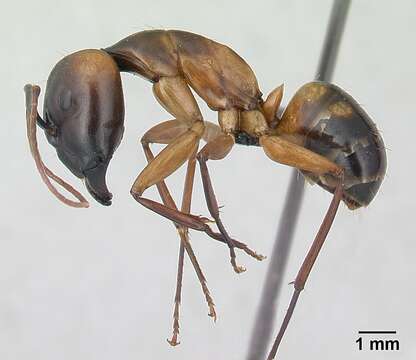 Image of Camponotus strangulatus