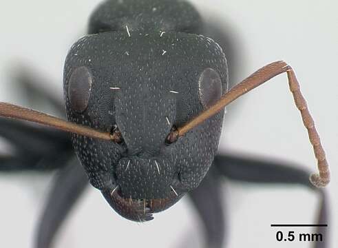 Image of Camponotus grandidieri Forel 1886