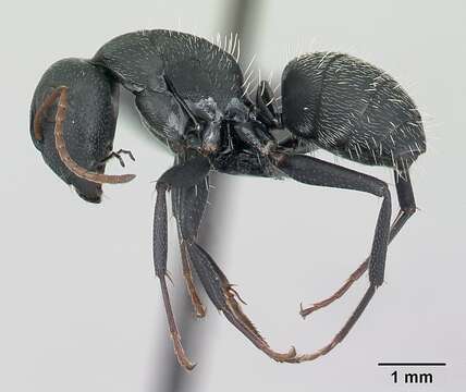 Image of Camponotus grandidieri Forel 1886