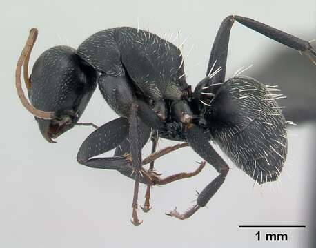 Image of Camponotus grandidieri Forel 1886