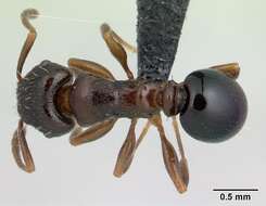 Image of Tetramorium humbloti Forel 1891