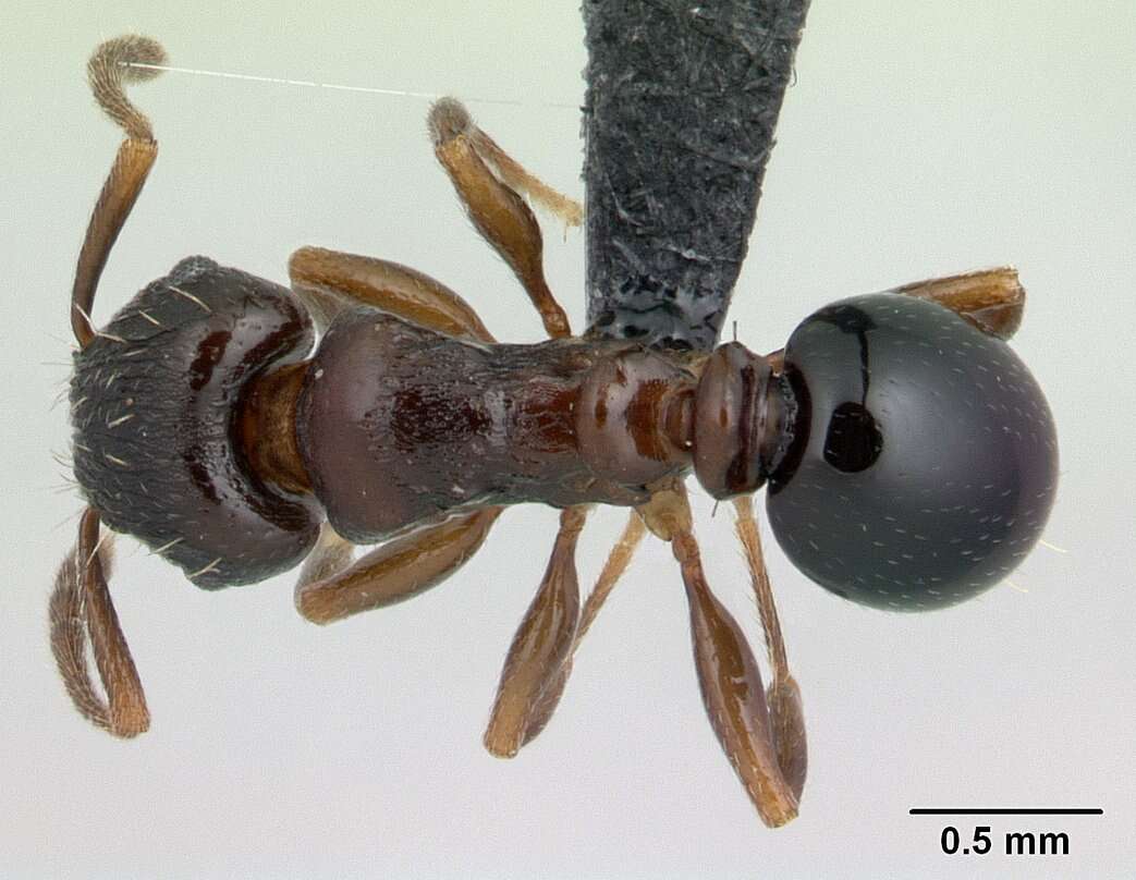 Image of Tetramorium humbloti Forel 1891