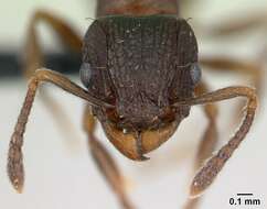 Image of Tetramorium humbloti Forel 1891