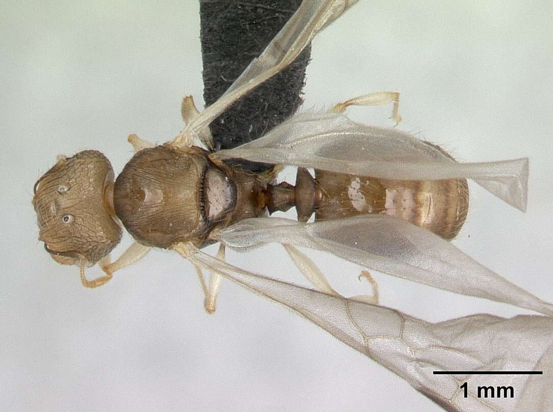 Image of Pheidole jonas Forel 1907