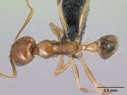 Image of Pheidole decepticon