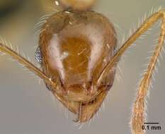 Image of Pheidole decepticon