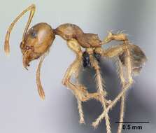 Image of Pheidole decepticon