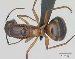 Image of Camponotus strangulatus