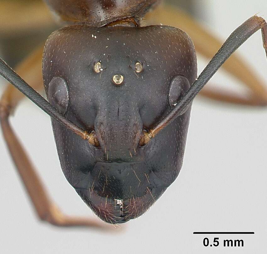 Image of Camponotus strangulatus