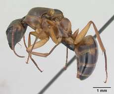 Image of Camponotus strangulatus