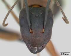 Image of Camponotus aurosus Roger 1863