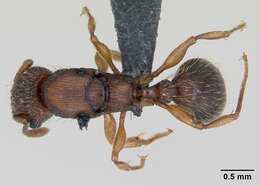 Image of Tetramorium