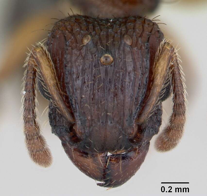 Image of Tetramorium