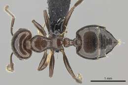 Image of Crematogaster lobata Emery 1895