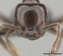 Image of Crematogaster lobata Emery 1895