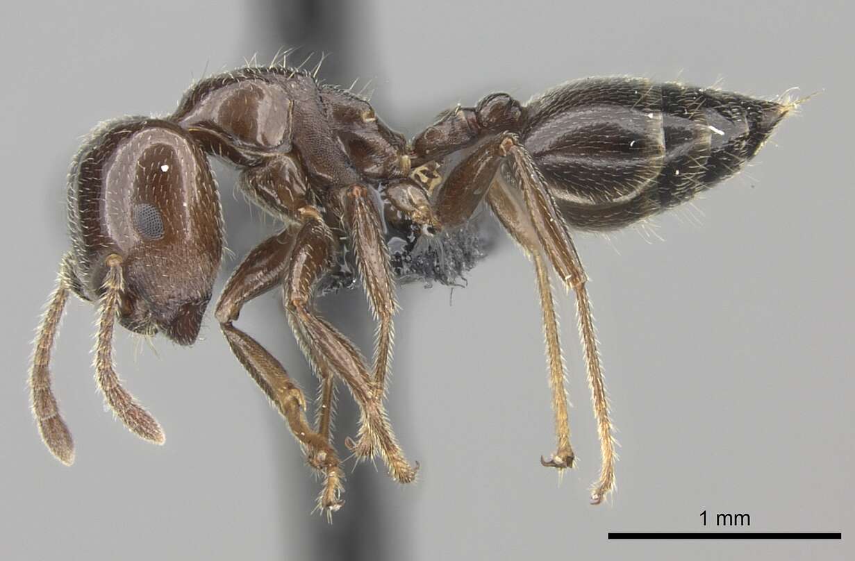 Image of Crematogaster lobata Emery 1895