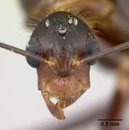 Image of Camponotus roeseli Forel 1910