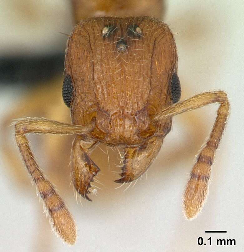 Image of Myrmicinae